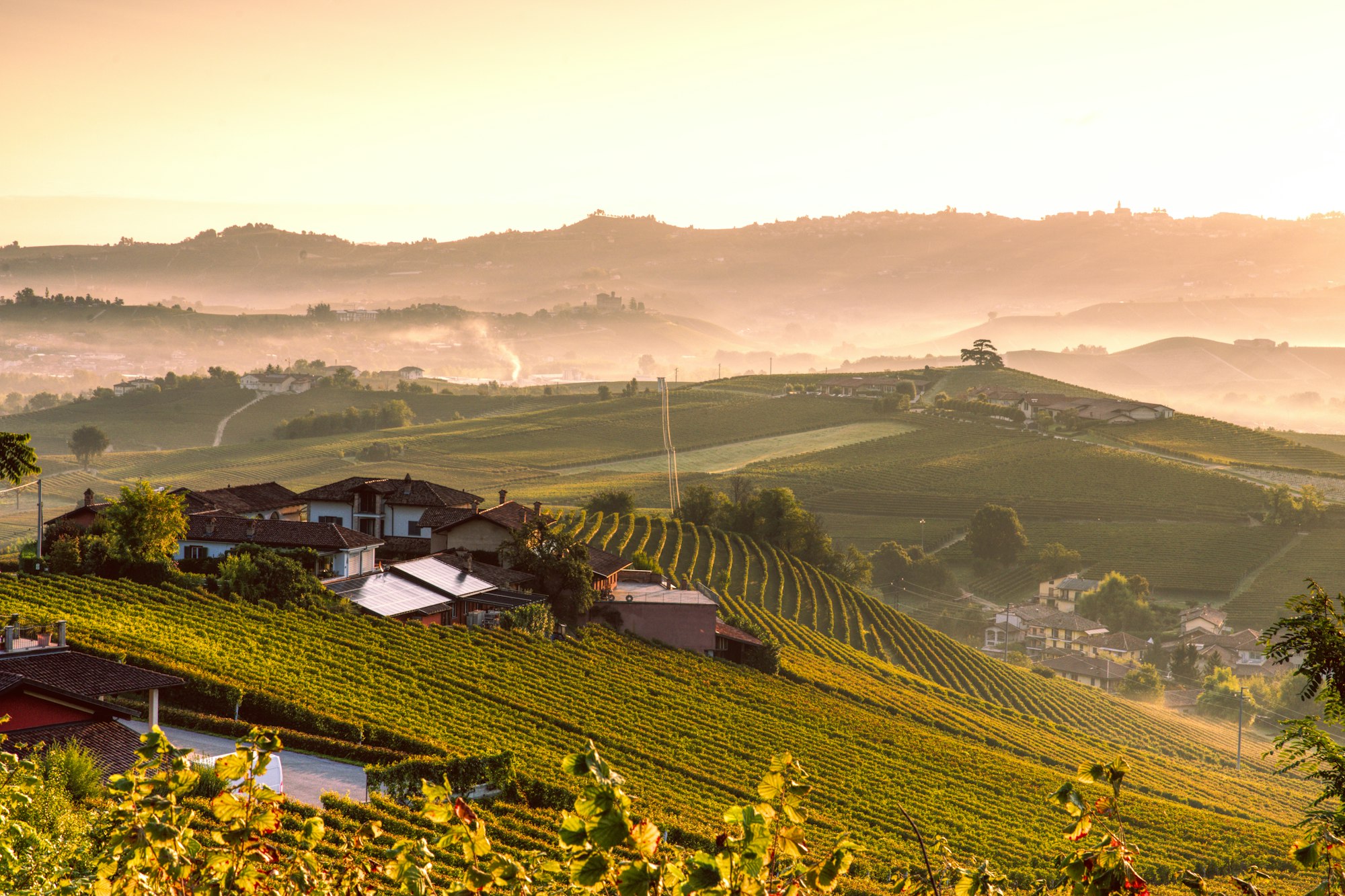 Filari al mattino sulle colline del Lazio.